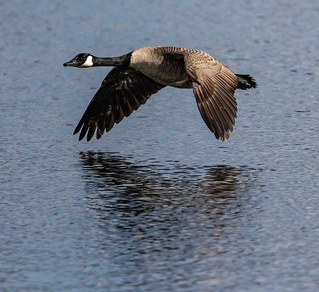 Waterfowl Festival Easton MD Maryland's Eastern Shore Annual Event